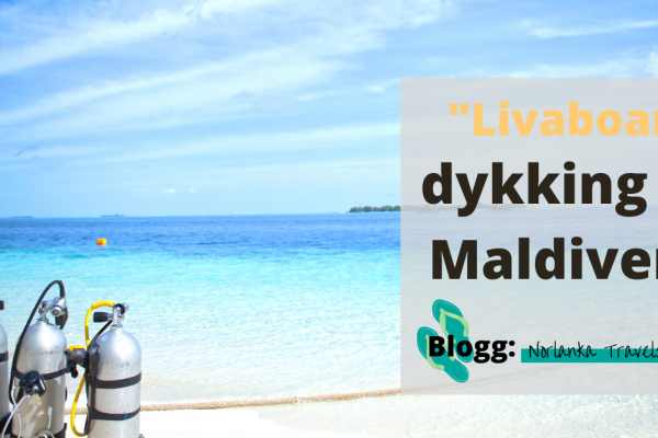 liveaboard dykking Maldiene