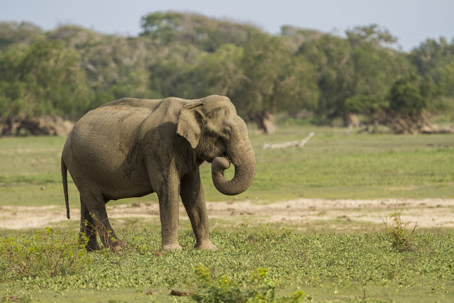Dyreliv sri Lanka Elefant