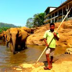 Pinnawala elefant barnehjem Sri Lanka