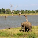 Elefant safari Sri Lanka