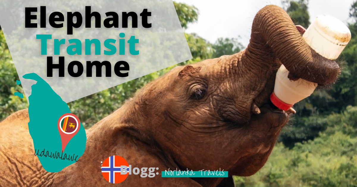 Elephant Transit Home