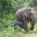 Elefanter på Safari Sri Lankak