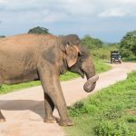 Stor sjanse for å se mange elefanter på Safari i Udawalawe nasjonalpark