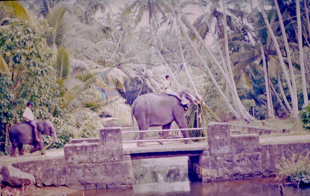 Hikkaduwa elefanter 1973