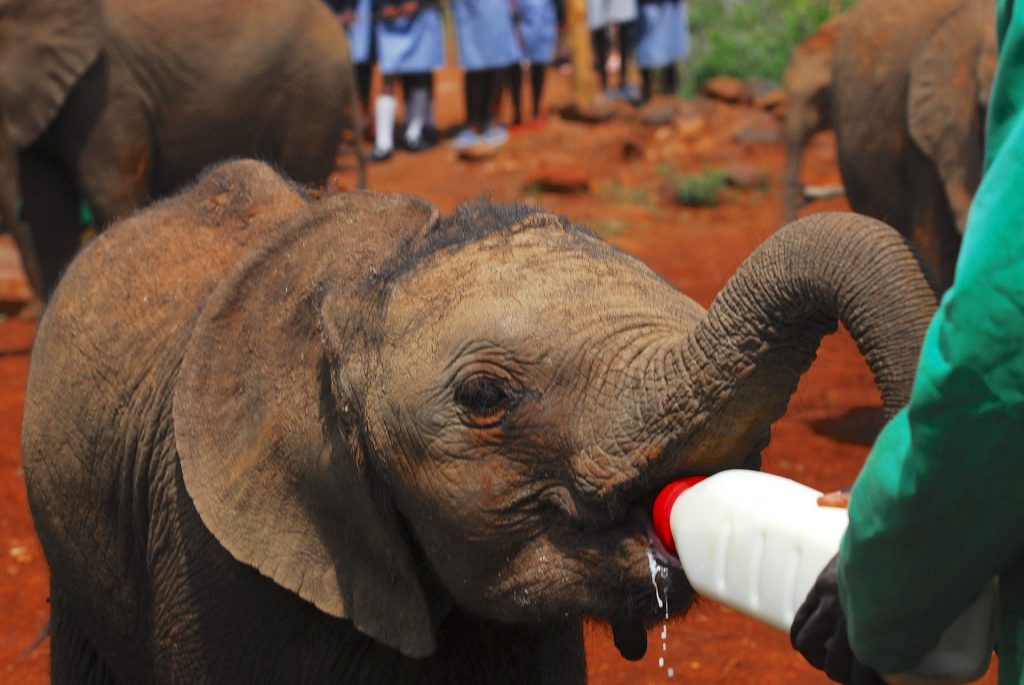 frivillig arbeid på Sri Lanka elefanter