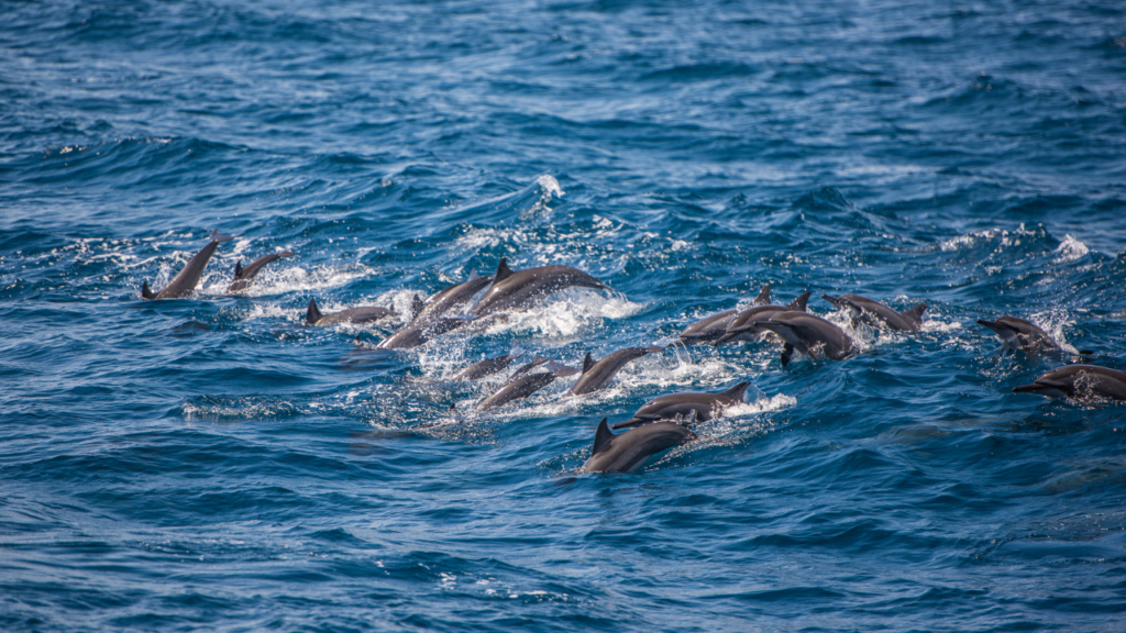 Hvalsafari Delfiner Trincomalee